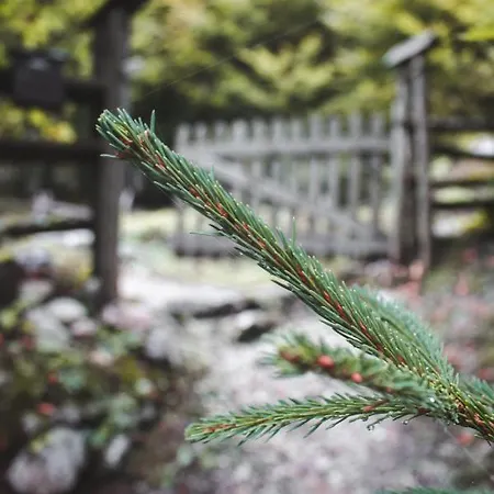 Trenta * ボヴェツ