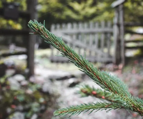 Trenta * ボヴェツ